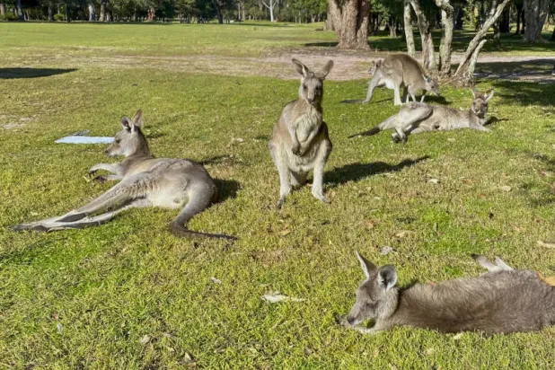 مجموعة من حيوان الكنغر في حافة ملعب للغولف بخليج نيلسون بأستراليا (أ.ب)
