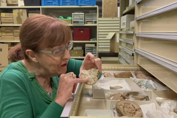 كيت تريانجستيك تفحص الحفريات القديمة (جامعة كيرتن)