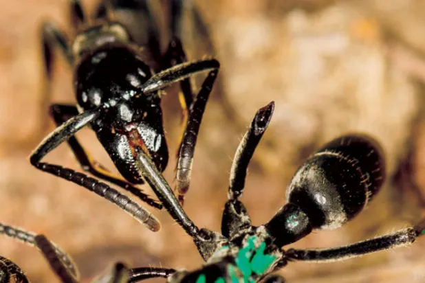 نملة «ماتابيلي» تعالج جرح رفيقتها بمادة مضادة للميكروبات (الباحث إريك فرانك)