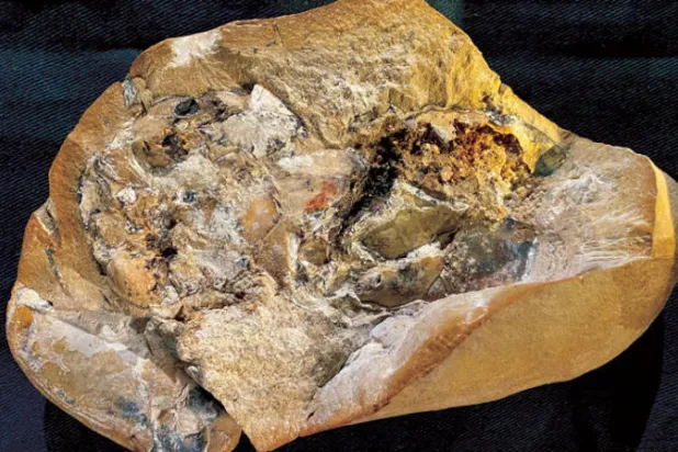 قلب سمكة «فكّيّات الفم» (جامعة كيرتن)