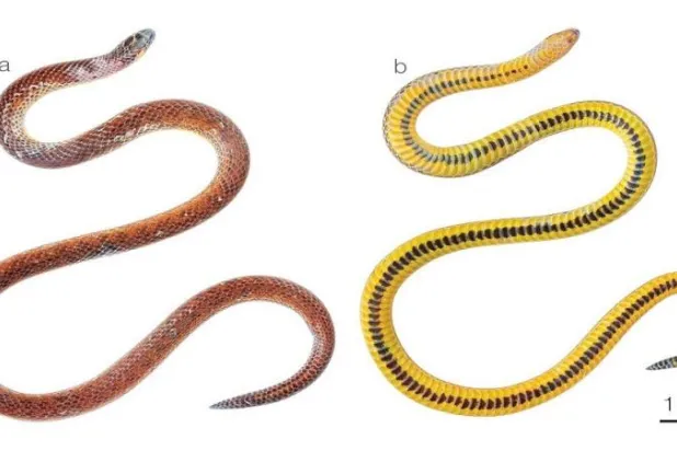 اكتشاف 3 أنواع من الثعابين غير معروفة سابقا