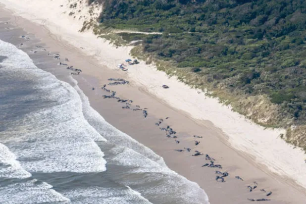 بعض الحيتان النافقة في جزيرة تاسمانيا الأسترالية (أ.ب)