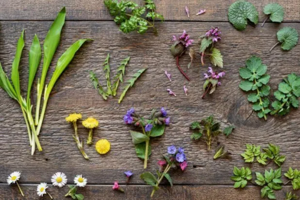 علماء: النباتات البرية تستخدم بروتينا رئيسيا لاستشعار النترات