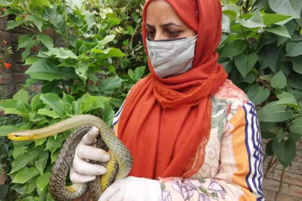 عالية مير معلمة من كشمير (الشرق الأوسط)