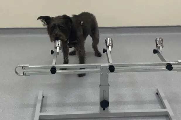 صورة نشرها الباحثون لأحد الكلاب خلال التجربة (سي إن إن)