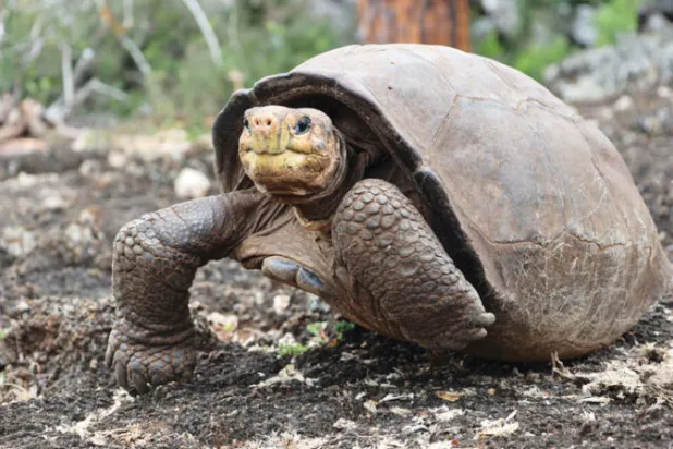 سلحفاة نادرة تعيش في أرخبيل غالاباغوس يزيد عمرها على 100 عام (إ.ب.أ)