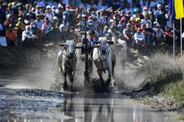 سباقات الثيران الشعبية تعود إلى فيتنام