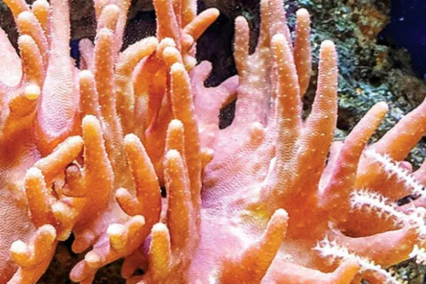 إطلاق برنامج لتسريع حماية المرجان