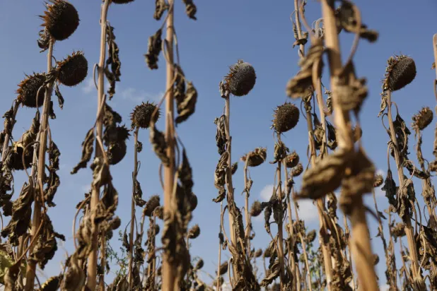 تداعيات الجفاف انعكست على القطاع الزراعي وأدت لانخفاض المحاصيل (أ.ب)