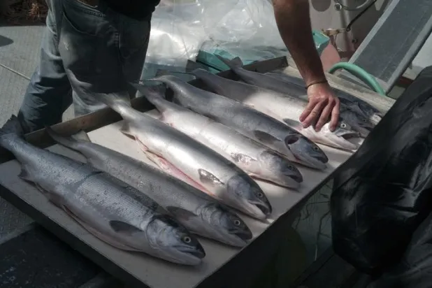 الأسماك الزيتية تحتوي على أحماض «أوميغا 3» الدهنية (رويترز)