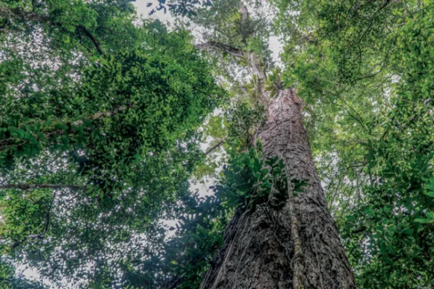 أطول شجرة في غابة الأمازون من نوع «دينيزيا إكسلسا» ويبلغ قطرها نحو 10 أمتار (أ.ف.ب)