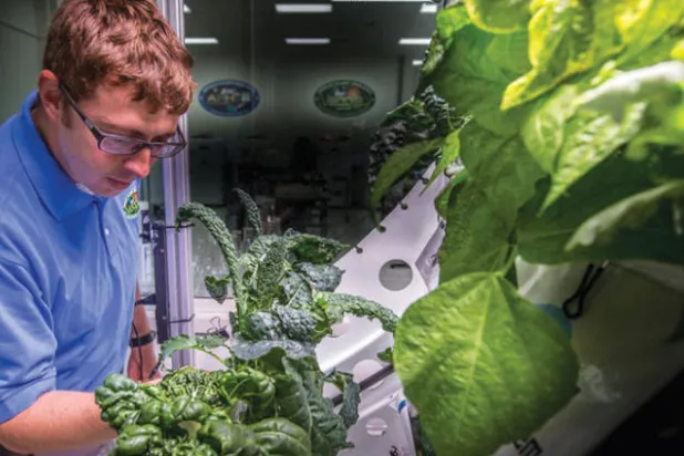 باحثو «ناسا» يجرون التجارب على إنتاج الغذاء في الفضاء