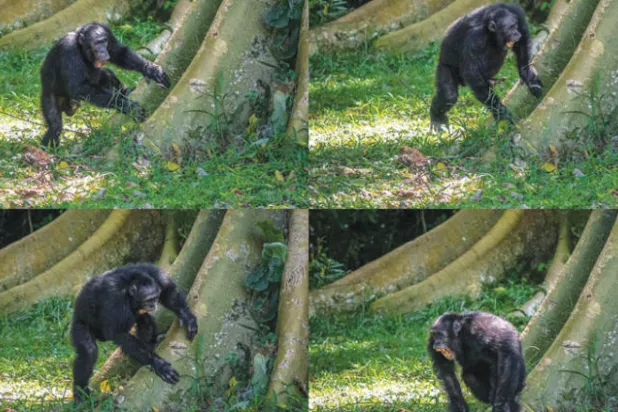 شمبانزي في غابة بأوغندا (جامعة سانت أندروز / أ.ف.ب)