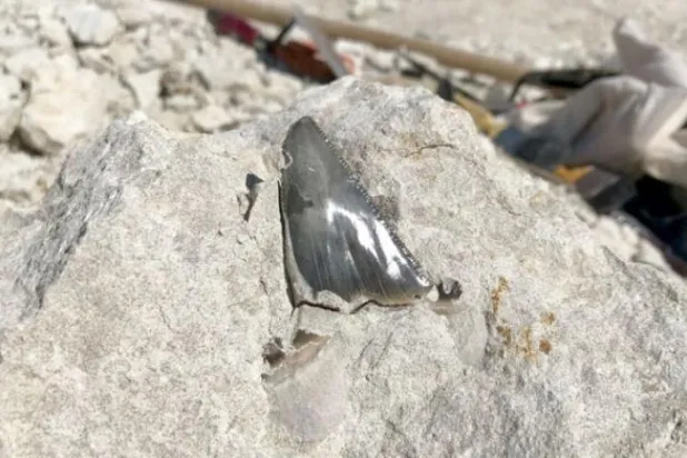 آخری کریٹاسیئس دور کے فوسلز