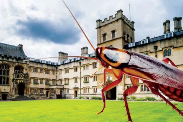 الصراصير تغزو جامعة أكسفورد والطلاب يلوحون بـ«عدم دفع الإيجار»