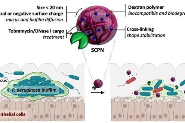 المضاد الحيوي الجديد نجح في اختراق البنية الوقائية للبكتيريا (جامعة برشلونة)