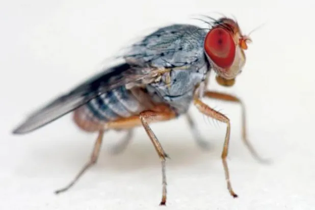 ذبابة الفاكهة