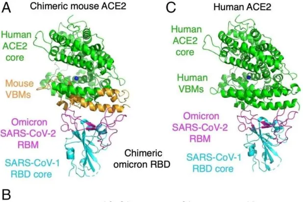 رسم يوضح الأصل الحيواني لمتغير أوميكرون (الفريق البحثي)