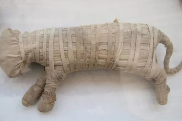 إحدى مومياوات الحيوانات الفرعونية (رويترز)