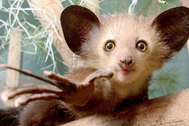 يعيش «أياي أياي» في جزيرة مدغشقر... وهو من الحيوانات المهددة بخطر الاندثار (أ.ف.ب)