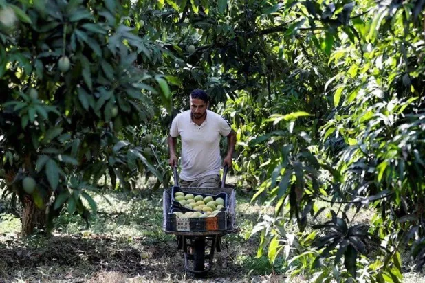مزارعو المانجو في مصر أنقذوا محصولهم بالتكيف المناخي (رويترز)