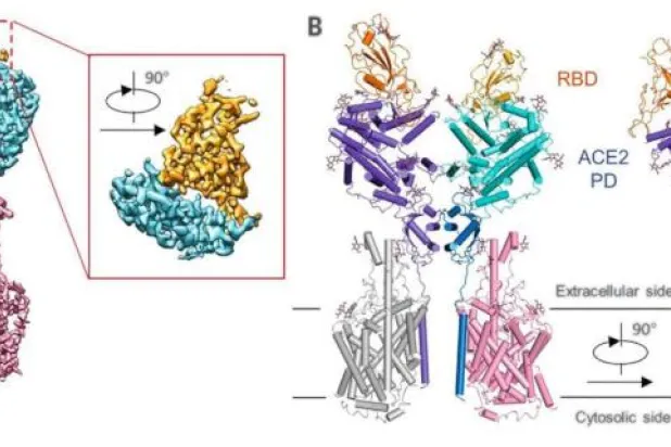 رسم يوضح كيف يمنع حمض «5 - كافويلكوينيك» الالتحام بين بروتين الفيروس ومستقبلات «ACE - 2» - (دورية فوود فانكشن)