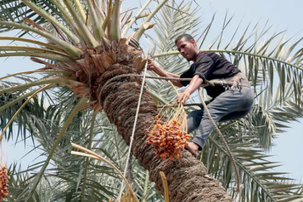 عامل يقوم بقطف التمور خلال موسم الحصاد السنوي في دهشور جنوب محافظة الجيزة بمصر 21 سبتمبر 2022 (إ.ب.أ)