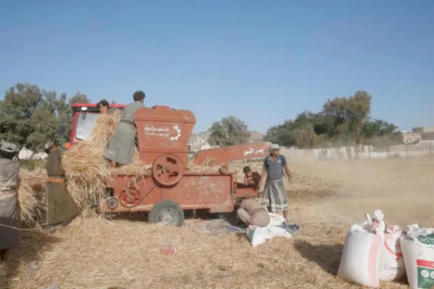 Yemeni farmers during the harvest season (EPA)
