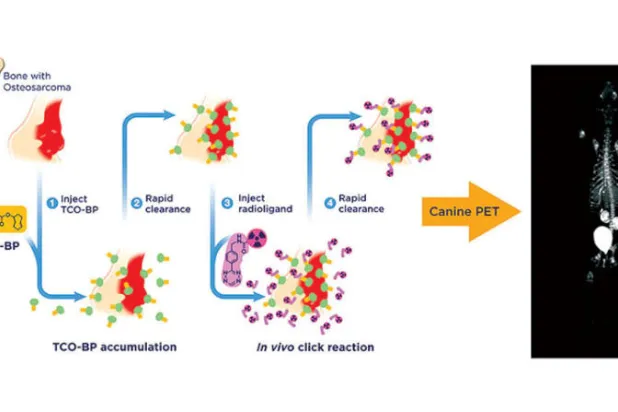 رسم يشرح استخدام كيمياء النقر في العلاج (المصدر: الفريق البحثي)