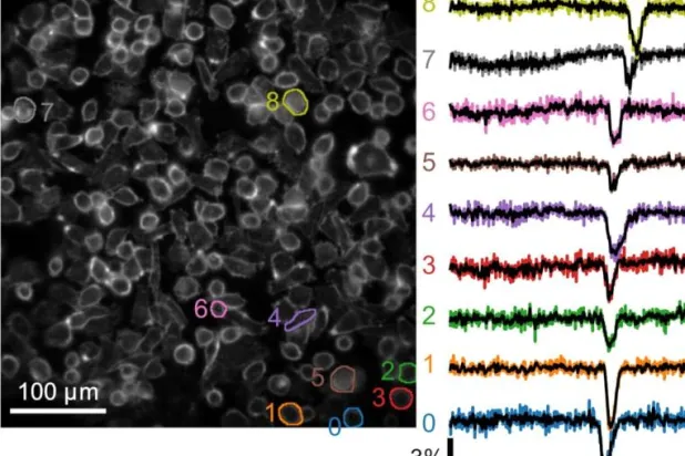 موجة من تقلبات الجهد تُشاهد عبر الخلايا (إمبريال كوليدج لندن)