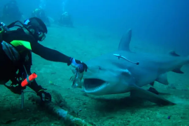 Bazı dalış rehberleri, köpekbalıklarının kendilerini tanıdığını söyledi (Shark Friends Dive Center)

