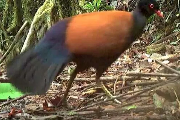 طائر «حمام الدراج ذي القيلولة السوداء» (المصدر: جامعة كورنيل)