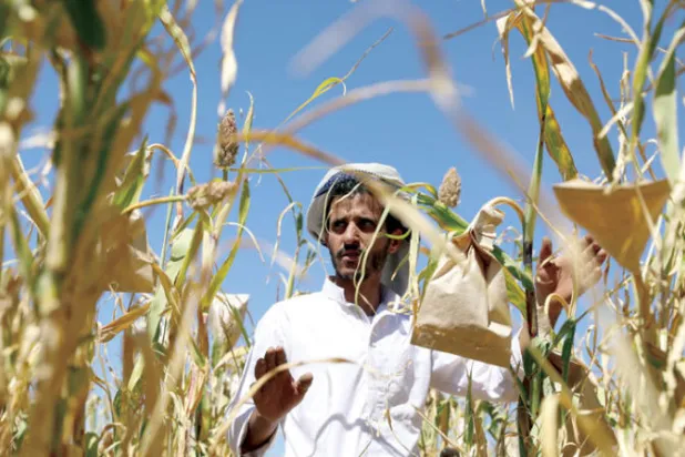 عامل يمني في مزرعة تابعة للبحوث الزراعية في صنعاء (رويترز)