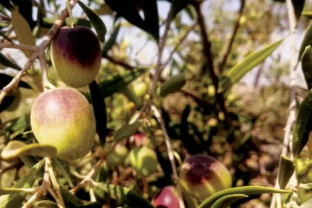 Suriye’nin güneyindeki zeytin ağaçları. (Şarku’l Avsat)