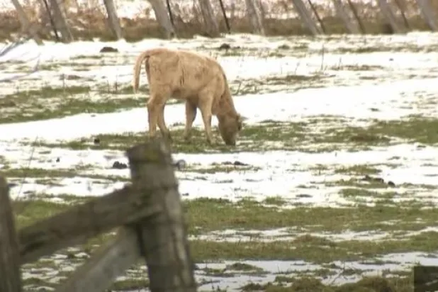 الحيوانات الهاربة من مزرعتها تتسبب بفوضى حيثما حلّت في مقاطعة كيبيك (يوتيوب)