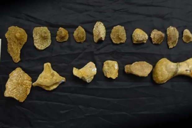 العثور على بقايا ديناصور من نوع جديد بالأرجنتين