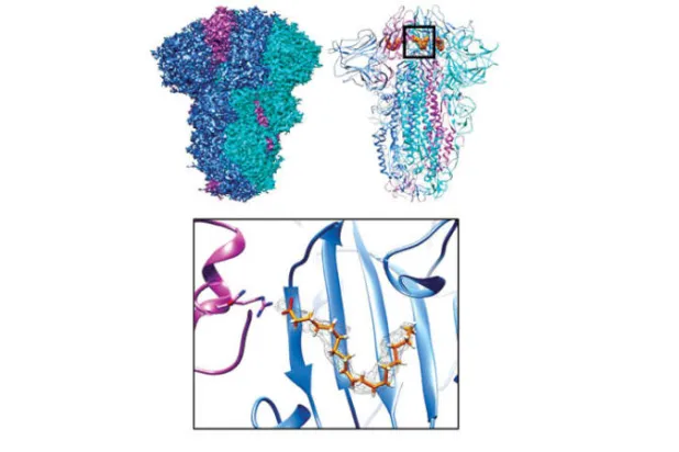 رسم توضيحي للبروتين الشوكي وتجويفه (جامعة بريستول)
