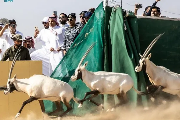 إطلاق الحيوانات البرية ضمن المرحلة الأولى من برنامج إعادة توطين الكائنات الفطرية (واس)