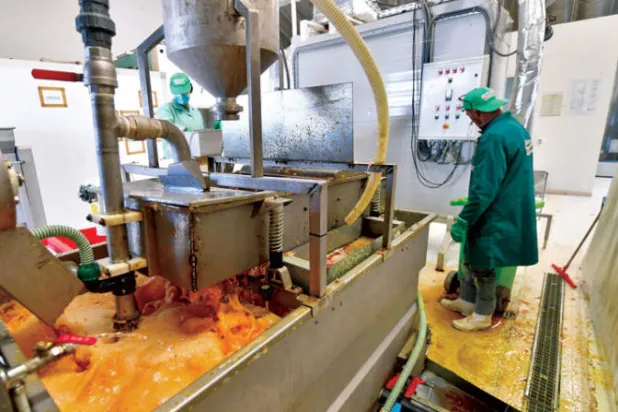 مصنع يحول التين الشوكي العضوي إلى عصير ومخلب وبذور لصنع الزيت في مزرعة إجاص شائك في زلفين بالقرب من القصرين وسط تونس (أ.ف.ب)