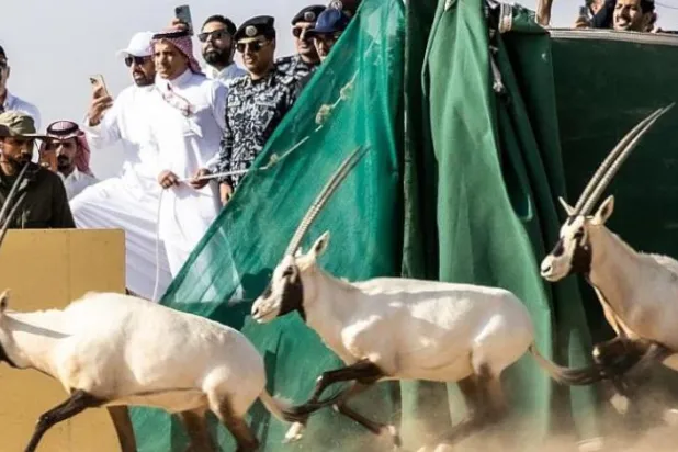 

گونه های جانوری در مرحله اول برنامه بازگرداندن گونه های حیات وحش به دامان طبیعت رها سازی می شوند (واس)
 