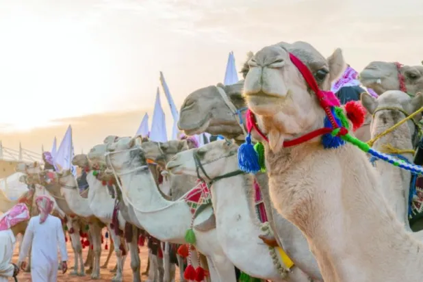 دراسة توصي بزيادة إنتاج لحوم الإبل في السعودية لتدعيم الاكتفاء الذاتي من اللحوم الحمراء (الشرق الأوسط)