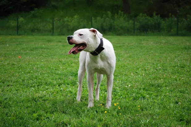 Yetkililer köpeğin pahalı bir cins olduğu için kaçırılmaya çalışıldığını düşünüyor (Pixabay/Arşiv)

