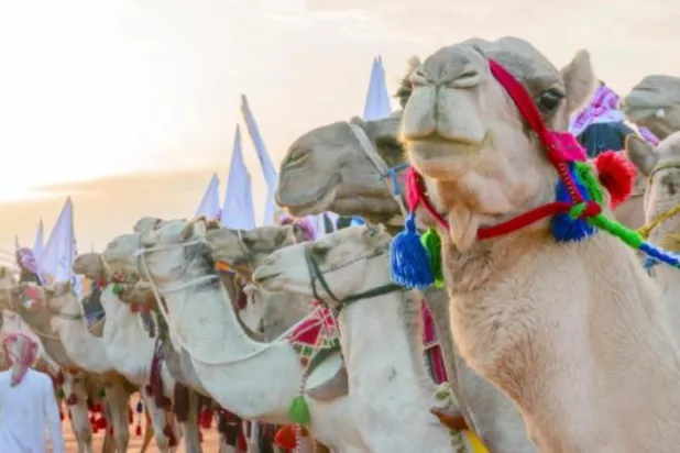 Bir araştırma, kırmızı ette kendi kendine yeterliliği desteklemek için Suudi Arabistan'da deve eti üretiminin artırılmasını önermekte. (Şarku’l Avsat)