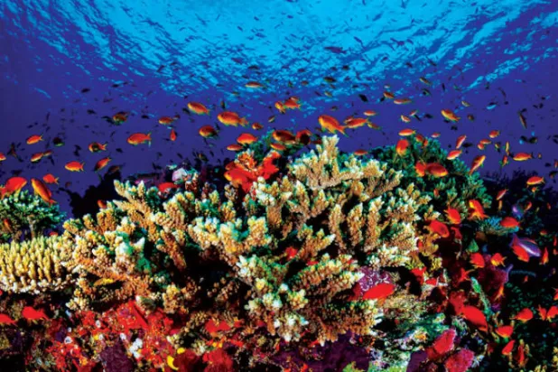 الحياة على الحاجز المرجاني العظيم في كوينزلاند بأستراليا (أ.ف.ب)