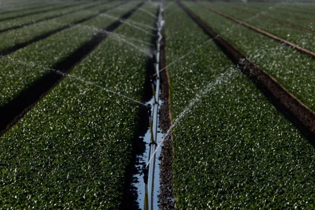 Zehirli ıspanakların olduğu ürünler raflardan hızla kaldırıldı (Reuters/Arşiv)