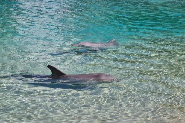 دلافين عالقة بأحد الشواطئ (Public Domain)