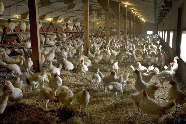 مزرعة طيور في هولندا (رويترز)