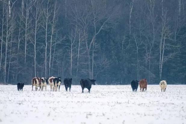 İneklerin kaçtığı çiftliğin sahibi Pierre Lapointe, gazetecilerin sorularını yanıtlamadı (Stephane Lessard / Le Nouvelliste)

