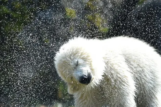 Kutup ayıları en sevdikleri yiyecek olan fokları bulmak için kalın buz tabakasındaki deliklere muhtaç (AFP)

