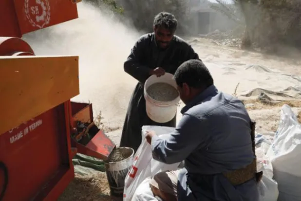 Yemen’de buğday üretimine yönelik sorunlar sürüyor. (EPA)